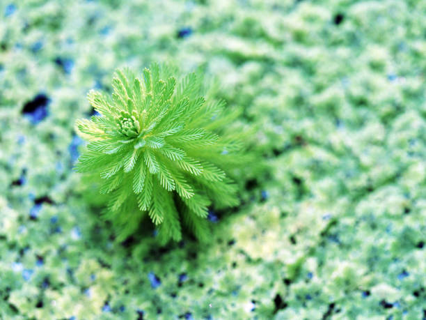 オオフサモ (mynophyllum ドリンクをお)、オウムの羽およびオウム羽 watermilfoil。アゾラ caroliniana、シダ植物、藻のテクスチャ。自然の緑の背景、立っているの表面に野生植物の水池 (湖、沼、湿� - myriophyllum aquaticum ストックフォトと画像