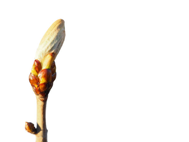 Spring twig of chestnut tree with young green bud. Budding of Aesculus hippocastanum, isolate on a white background. Macro.