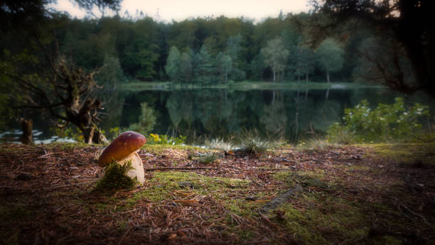 istock Porcini mushroom in evening light 885687756