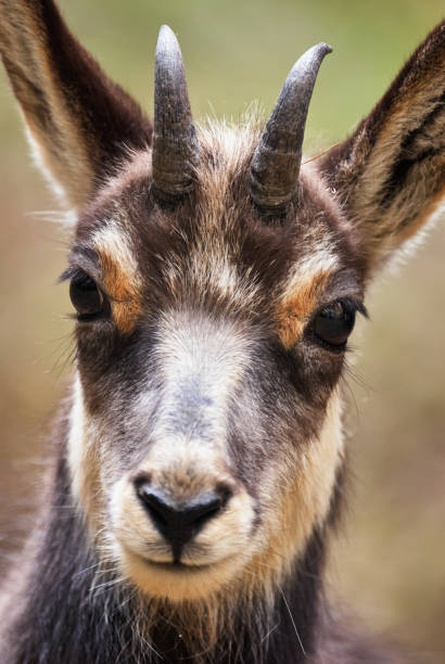 istock Portrait of a young chamois 885704474