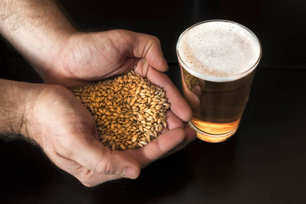 bierglas und eine handvoll gerste - brewery beer barley cereal plant stock-fotos und bilder