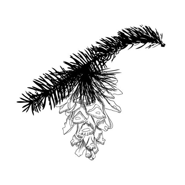 illustrations, cliparts, dessins animés et icônes de dessin de cône de pin sur l’arbre à la main. pomme de pin de dessin sur la branche de sapin avec des aiguilles.  décoration de cartes de vœux ou fond de vacances. art d’encre très détaillées classique, dans un style gravé, épinette. illustration réaliste. - pine nut tree pine tree pine cone