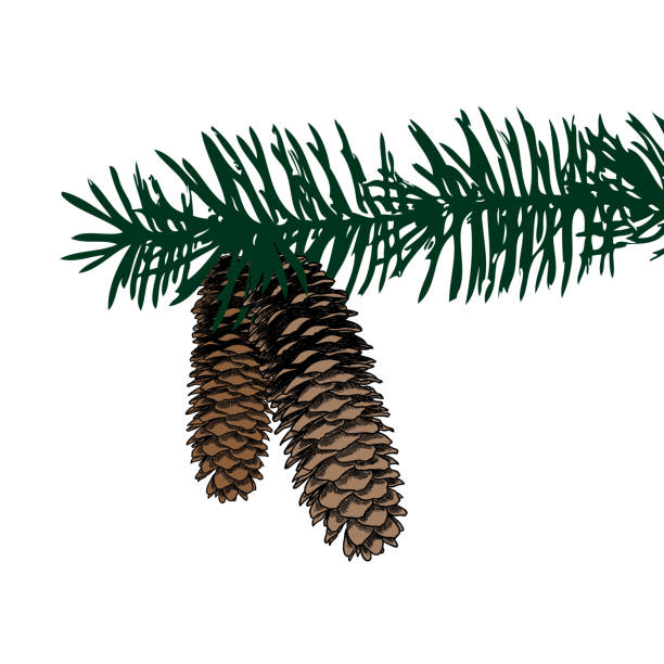 конус хвойных на ветвях сосны, сосновый конус, ручная рисование в цвете сосны с открытыми чешуйками на ветвях с иглами. - pine nut nut isolated pine cone stock illustrations