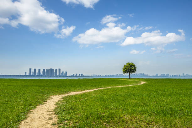 istock Single tree in the city 885735750