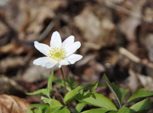 istock White spring wild flower wood anemone 885742376