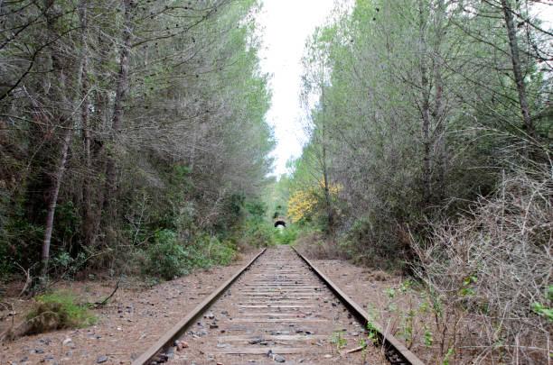 istock Abandoned railroad in the forest 885747200