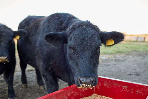 Curious black cow feeding from a trough stock photo