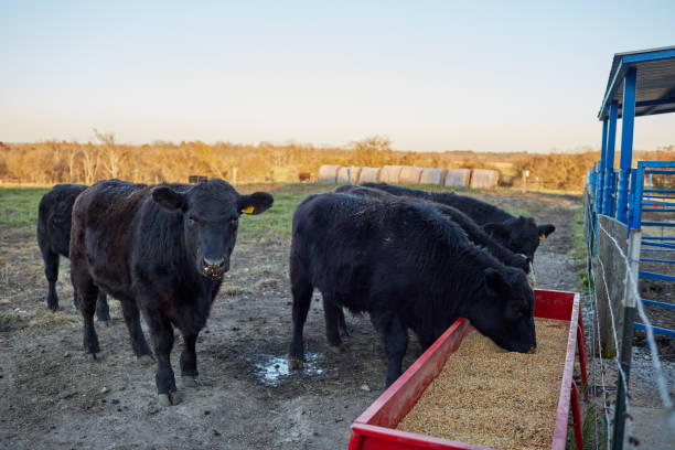 istock Herd of black cows feeding at a trough 885749588