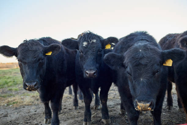 Herd of black cows standing in a row staring curiously at camera in a winter pasture in a close up on their heads