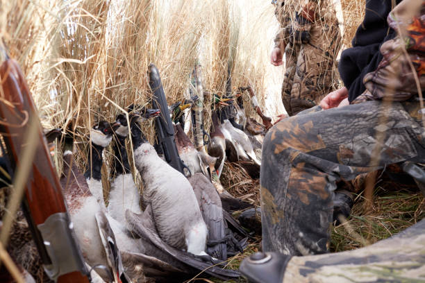 istock Hunters with a large bag of dead waterfowl 885754432
