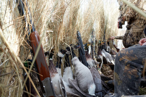 istock inside a brush hide on a waterfowl hunting trip 885754458
