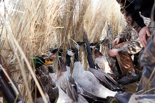 Hunters in a blind with dead waterfowl lined up in a row against the dried brush during a hunting trip for water birds