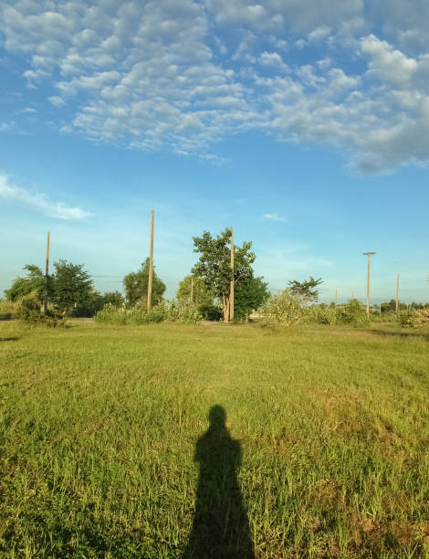 istock Green rice field with beautiful blue sky. 885761696