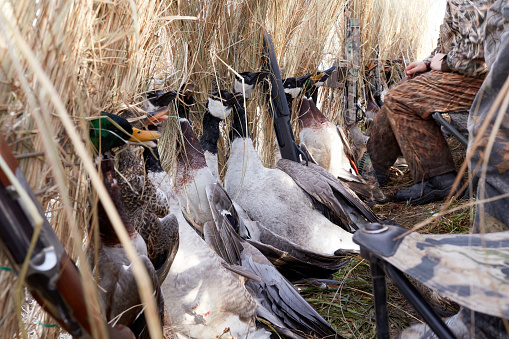 Close up on a row of shot ducks in a blind or hide with hunters on a waterfowl hunt dressed in camouflage concealed behind brush