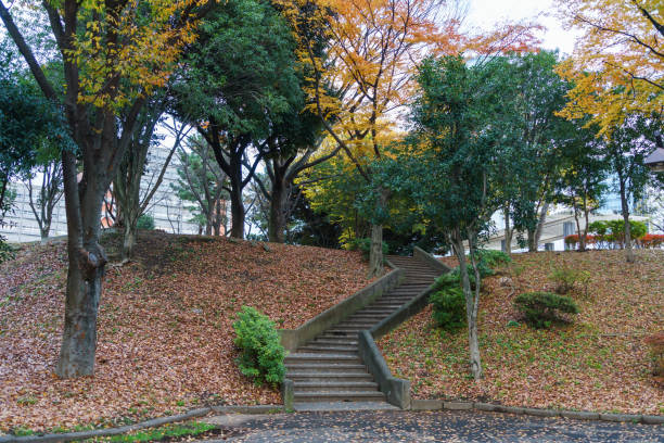 istock Tokyo autumn leaves 885762018