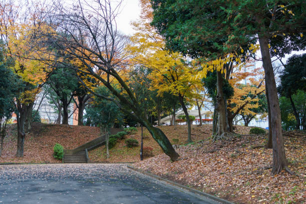 istock Tokyo autumn leaves 885762020