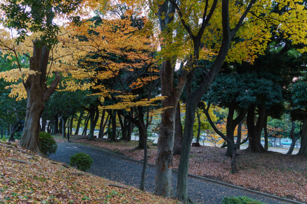 istock Tokyo autumn leaves 885762130