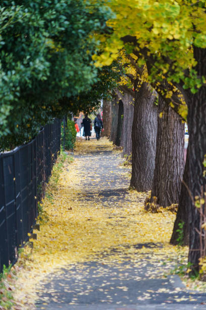 istock Tokyo autumn leaves 885764240