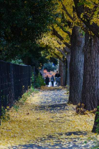 istock Tokyo autumn leaves 885764292