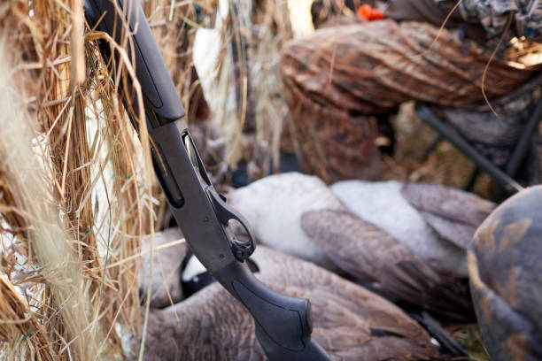 istock Close up on dead ducks in a blind or hide 885766804