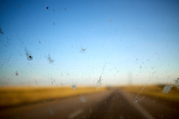 Splatter of flying fish insects on a windshield stock photo