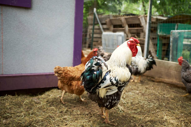 istock Rooster, hens and chickens in a farm enclosure 885772280