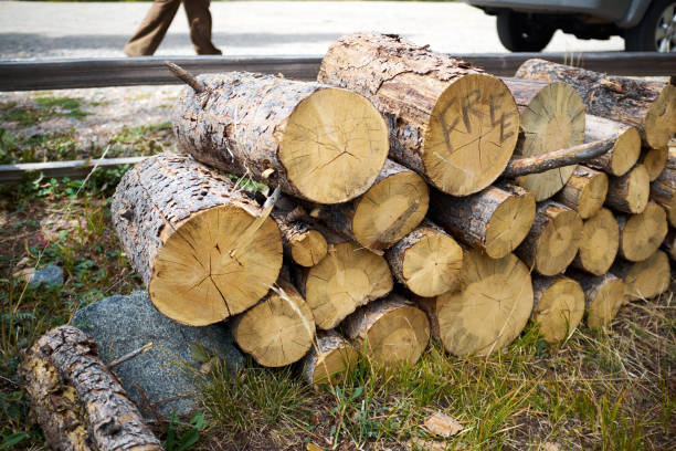 istock Stockpile of cut logs for winter heating 885776738