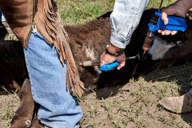 Vet injecting a steer with antibiotics stock photo