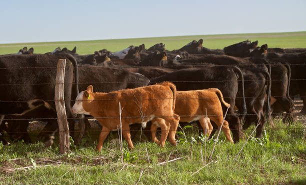 istock Cows grazing in pasture behind electric fence 885779008