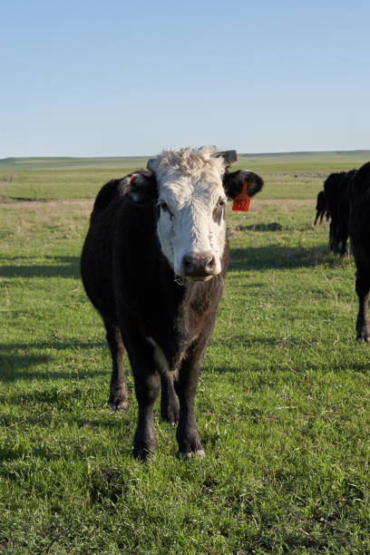 istock Curious white faced cow looking at the camera 885779260