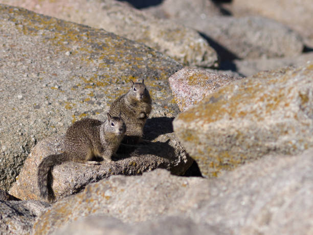 Pair of ground squirrels sitting on some rocks on a sunny day. Pair of ground squirrels sitting on some rocks on a sunny day. monterey bay stock pictures, royalty-free photos & images