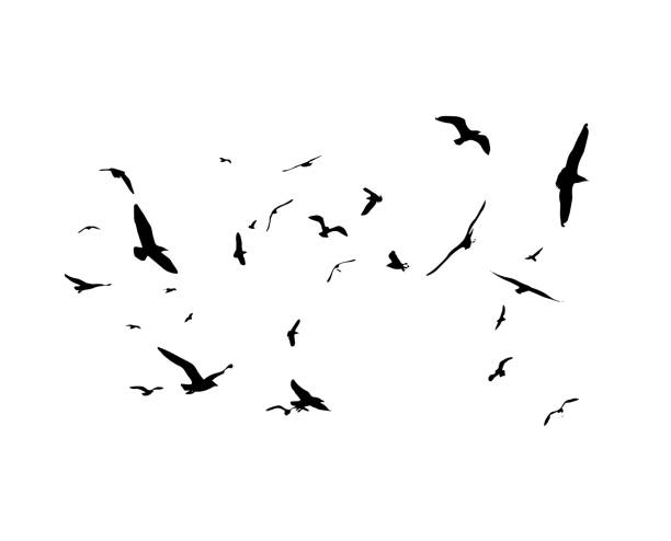 istock Flying birds silhouettes on white background. Vector illustration. isolated bird flying. 885786456