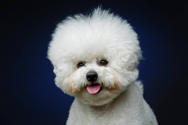istock beautiful bichon frisee dog 885815026
