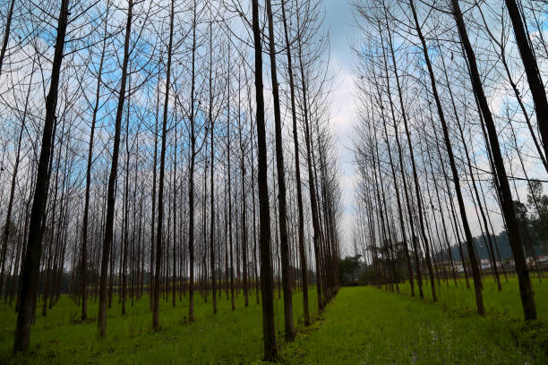 istock Bare poplar trees in green field 885815114