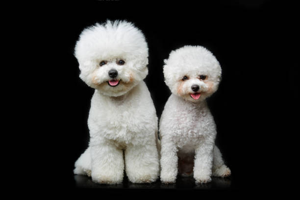 istock beautiful bichon frisee dogs 885815194