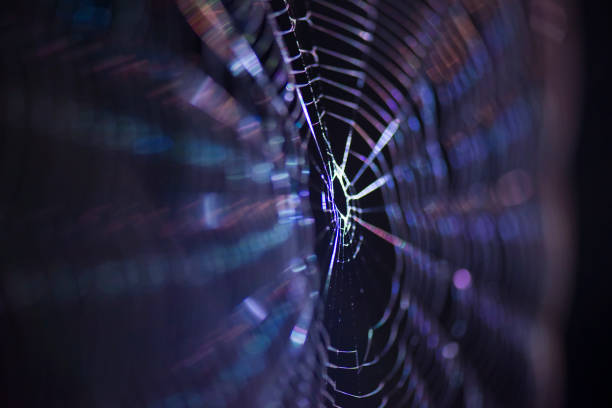 istock Macro of a spiders web captured at night. 885815268