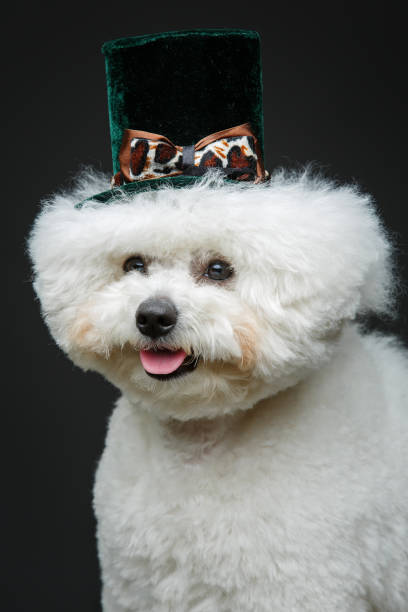 istock beautiful bichon frisee dog in cute hat 885815276