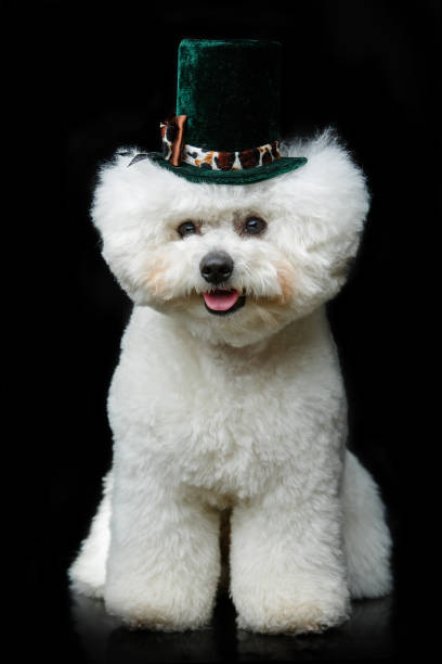 beautiful bichon frisee dog in cute hat