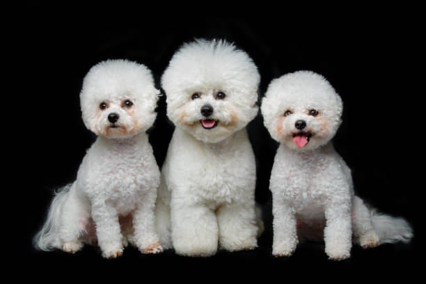 istock beautiful bichon frisee dogs 885817670