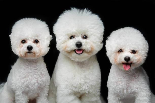 istock beautiful bichon frisee dogs 885819786