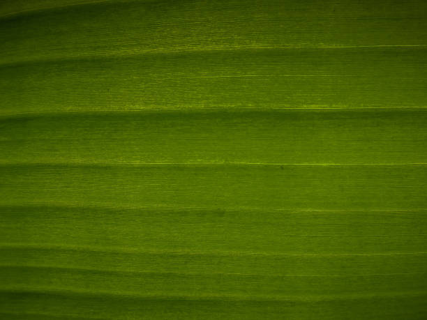 istock colors of India 885819838