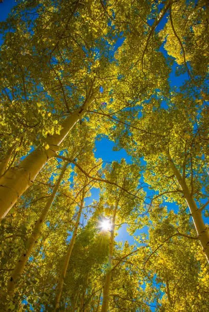 Photo of Aspens in the morning sun