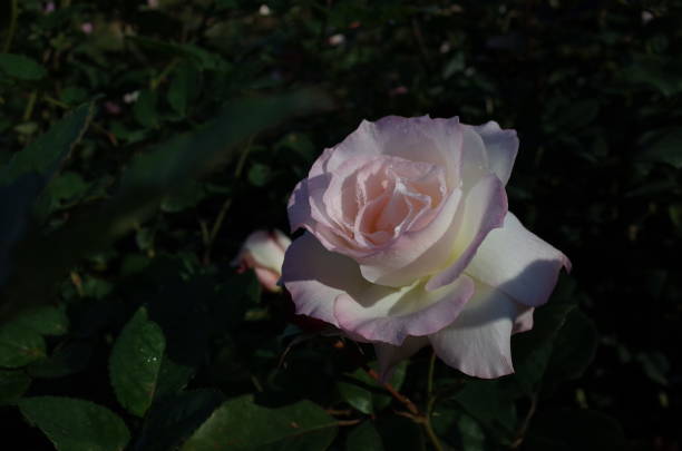 istock Flower of Rose 885829000