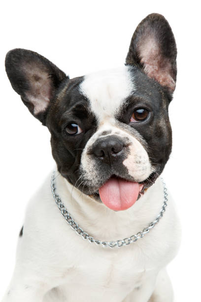 istock french bulldog dog isolated on white background 885829054
