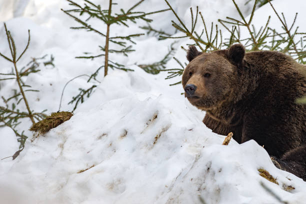 istock bear portrait in the snow 885838900