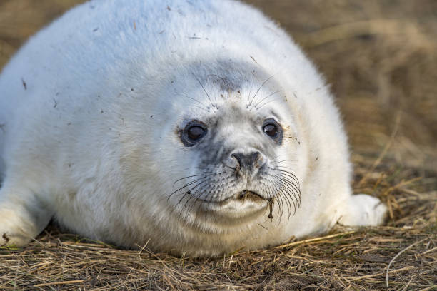 istock grey seal puppy while relaxing on the beach in Great Britain 885839010