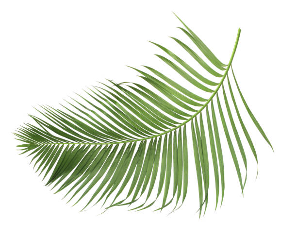 istock concept summer with green palm leaf from tropical . frond floral leaves branches tree isolated on white pattern background. flat lay, top view. 885841620