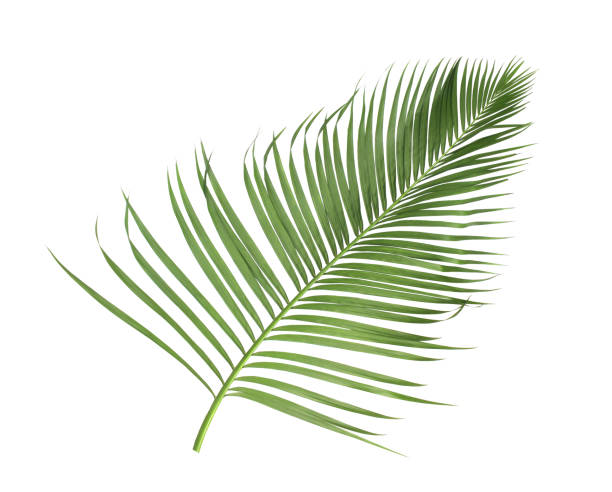 istock concept summer with green palm leaf from tropical . frond floral leaves branches tree isolated on white pattern background. flat lay, top view. 885841642