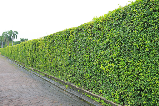 Perspective Green leaves wall in the public park.