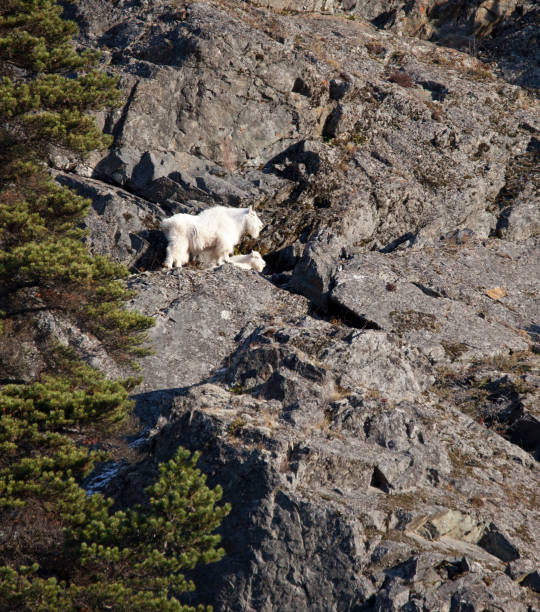 istock Mountain goat with her baby on a cliff 885856046